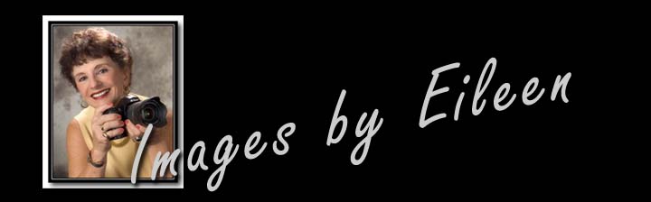 Eileen Cohen's Website