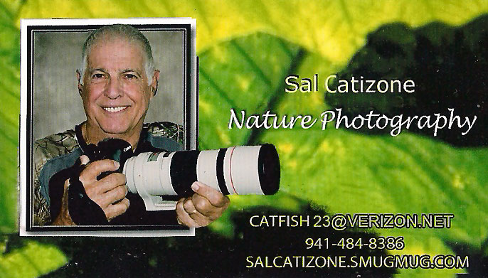 Sal Catizone